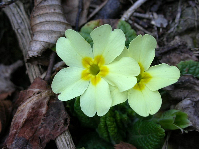 Primula vulgaris / Primula comune